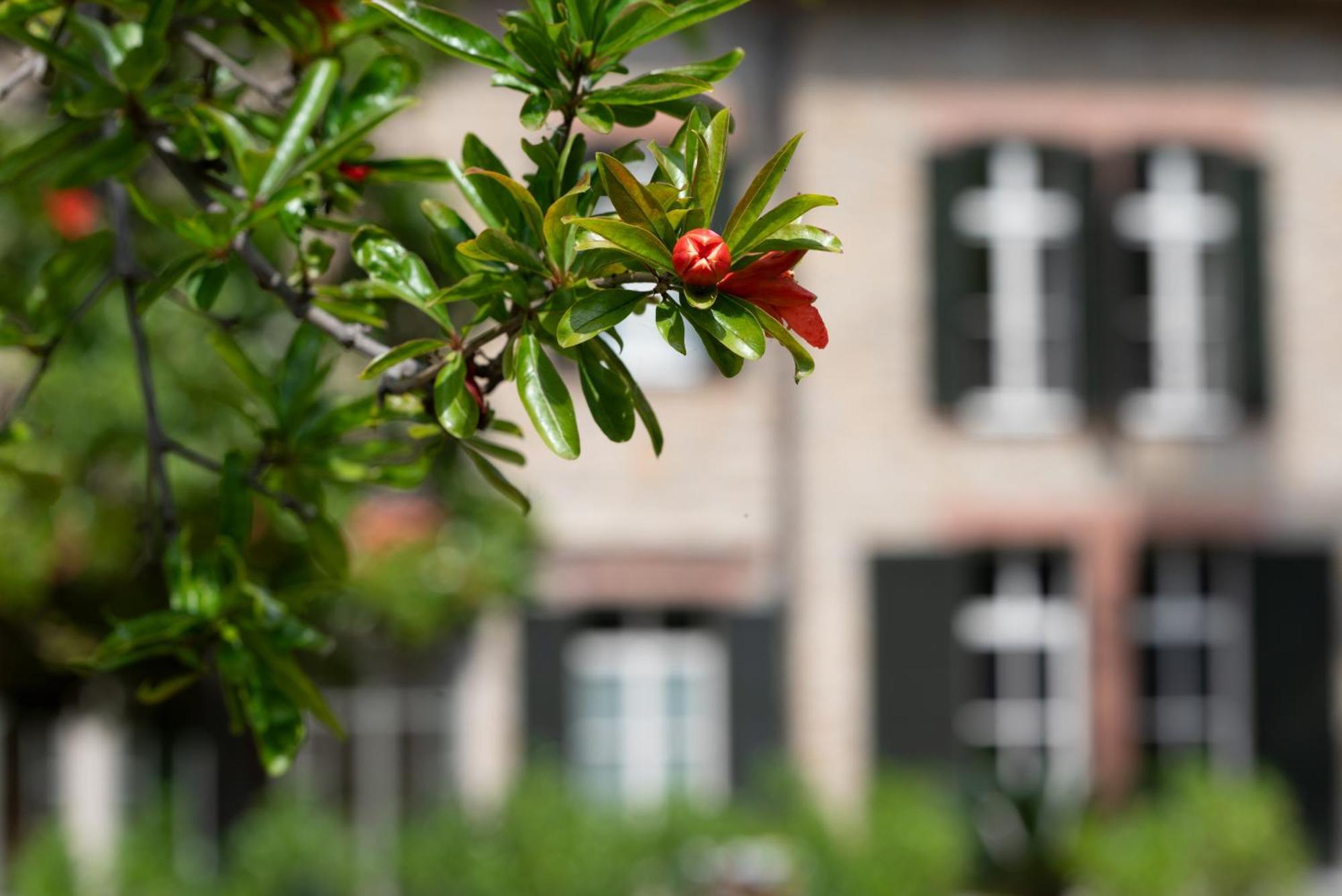 Villa Rappis インペリア エクステリア 写真